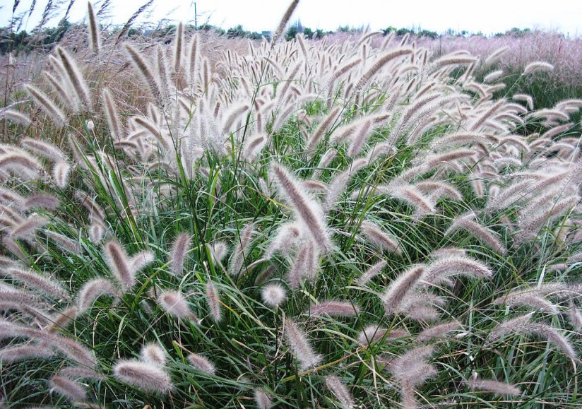 pennisetum setaceum seeds